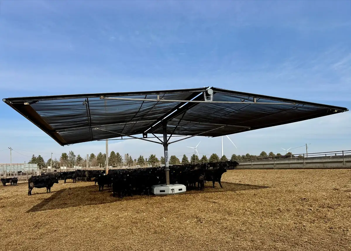 cattle standing under an Easy Shade structure