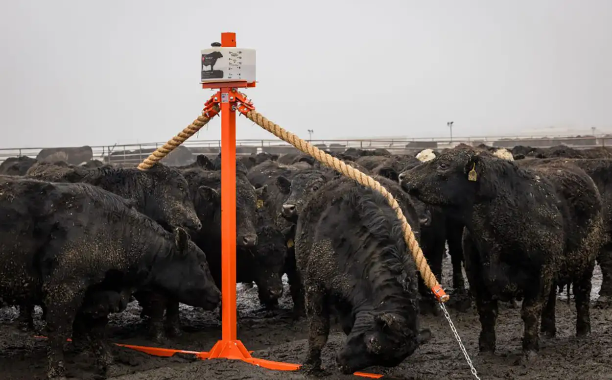 cattle using the Prairie Phoenix cattle oiler